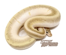Bamboo Ball Pythons for Sale - MorphMarket US & Canada