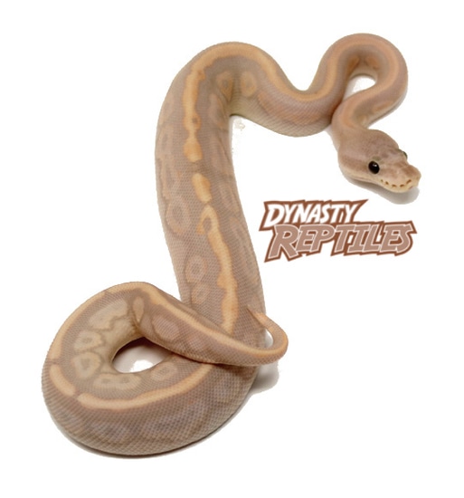 Super Banana HGW CInnamon Ball Python
