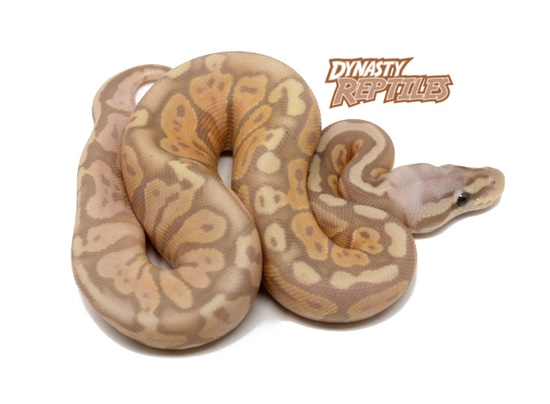 Banana Pastel Ball Python by Dynasty Reptiles
