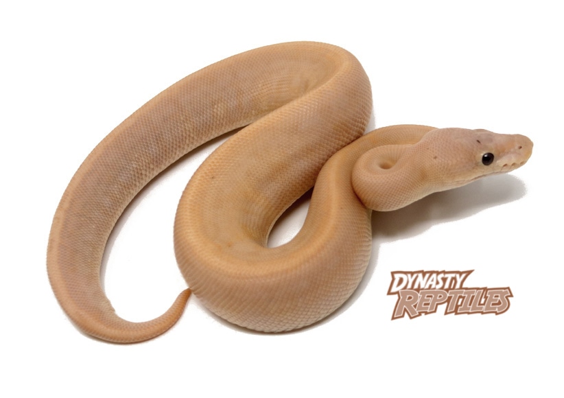 Banana HGW Cinnamon Pin Ball Python by Dynasty Reptiles MorphMarket