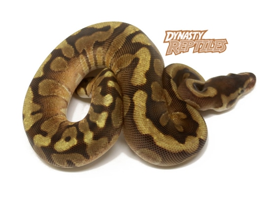Raven HGW Enchi Ball Python by Dynasty Reptiles