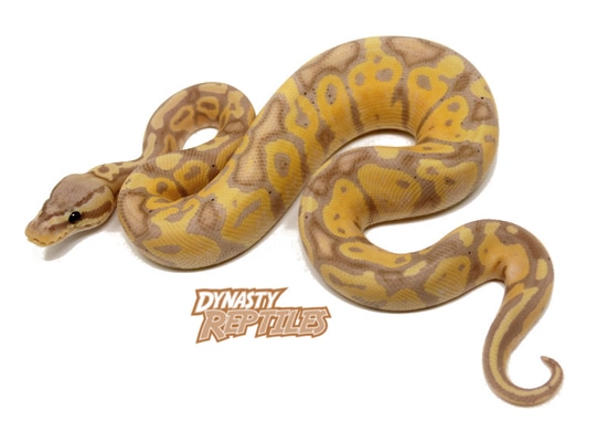 Banana Pastel Ball Python by Dynasty Reptiles
