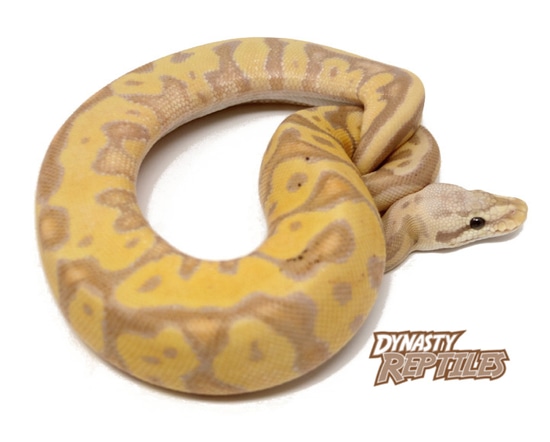 Banana Leopard Pastel Ball Python by Dynasty Reptiles