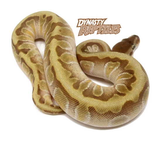 HGW Moochie Ball Python by Dynasty Reptiles