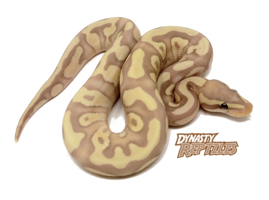 Banana Moochie Ball Python by Dynasty Reptiles