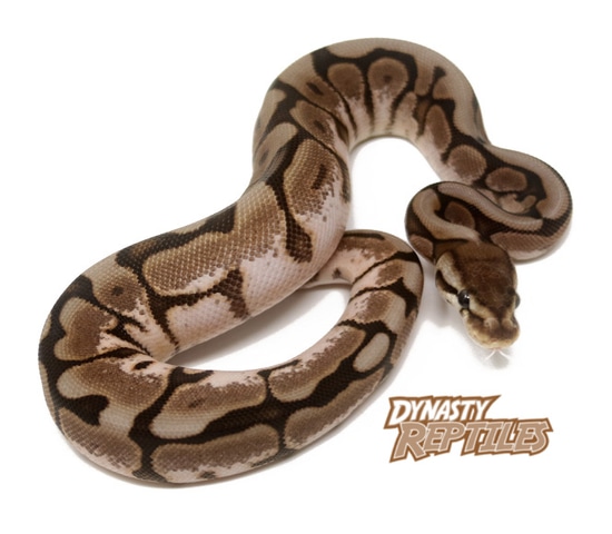 Cinnamon Spider Ball Python by Dynasty Reptiles