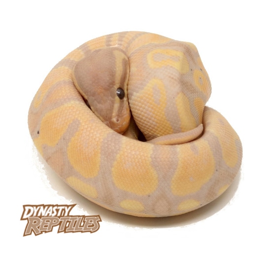 Banana Ball Python by Dynasty Reptiles