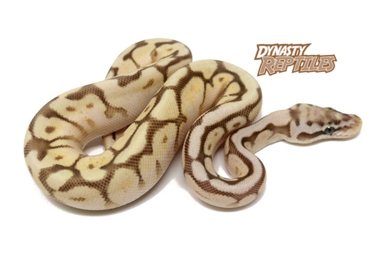Queen Bee Ball Python by Dynasty Reptiles