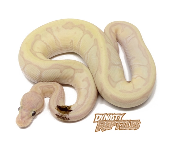 Super Banana Moochie Pin Ball Python by Dynasty Reptiles