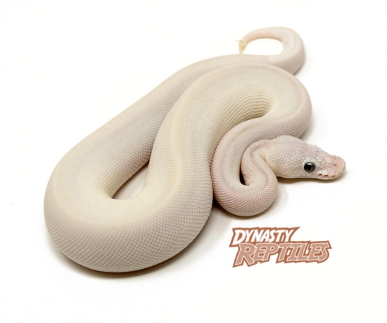 Blue Eye Leucistic Ball Python by Dynasty Reptiles