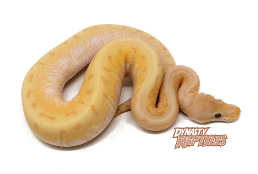 Banana HGW Enchi Pin Ball Python by Dynasty Reptiles - MorphMarket