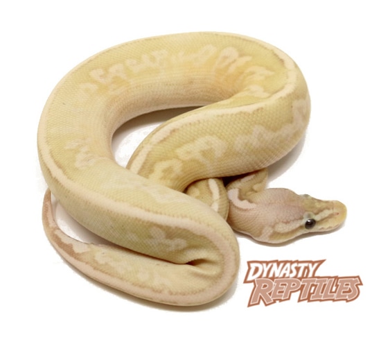 Banana Sterling Ball Python by Dynasty Reptiles