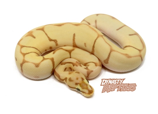 Banana Leopard Moochie Bee Ball Python by Dynasty Reptiles