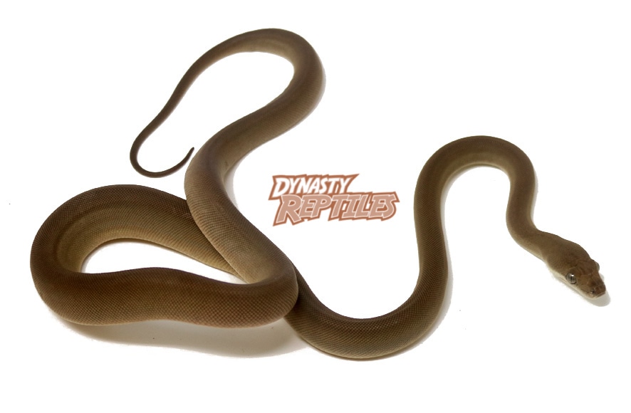 Olive Python by Dynasty Reptiles - MorphMarket