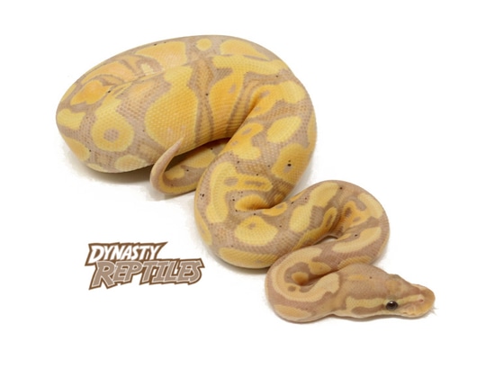 Banana Ball Python by Dynasty Reptiles