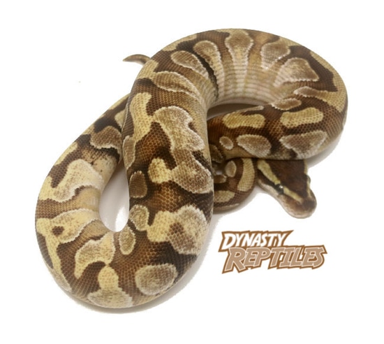 Moochie (Paradox) Ball Python by Dynasty Reptiles