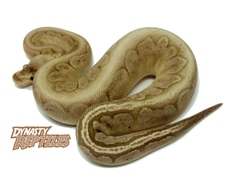 Bamboo Ball Pythons for Sale - MorphMarket US & Canada