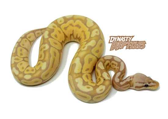 Banana Pastel Ball Python by Dynasty Reptiles