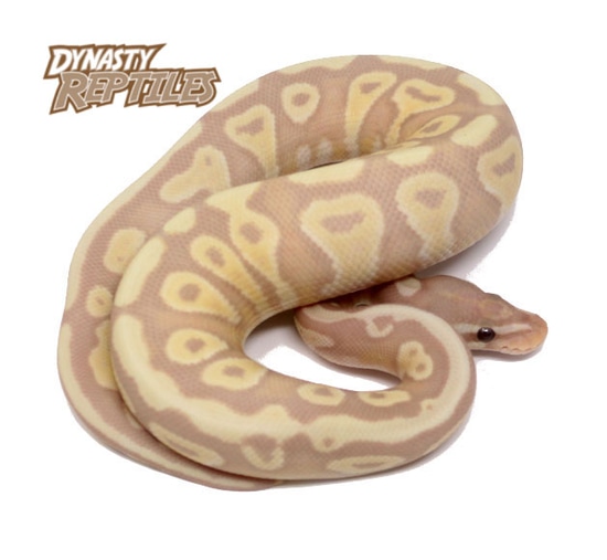 Super Banana Mojave Ball Python by Dynasty Reptiles