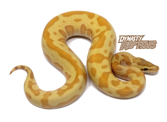 Banana Leopard Moochie Ball Python by Dynasty Reptiles