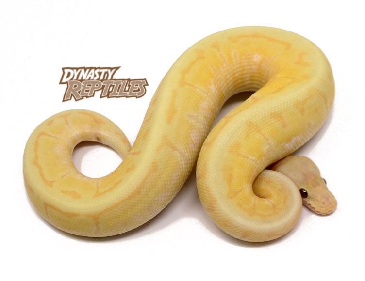 Banana Enchi HGW Pin Ball Python by Dynasty Reptiles MorphMarket