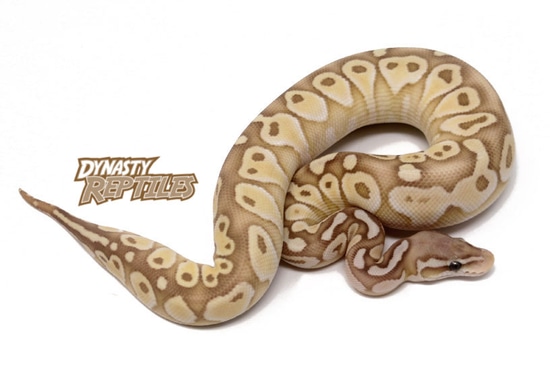 Banana Pastel Butter Ball Python by Dynasty Reptiles