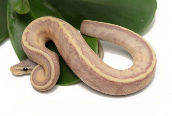 Banana Genetic Stripe Pastel Ball Python by Dynasty Reptiles