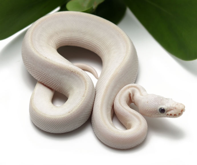 Blue Eye Leucistic Ball Python by Dynasty Reptiles - MorphMarket