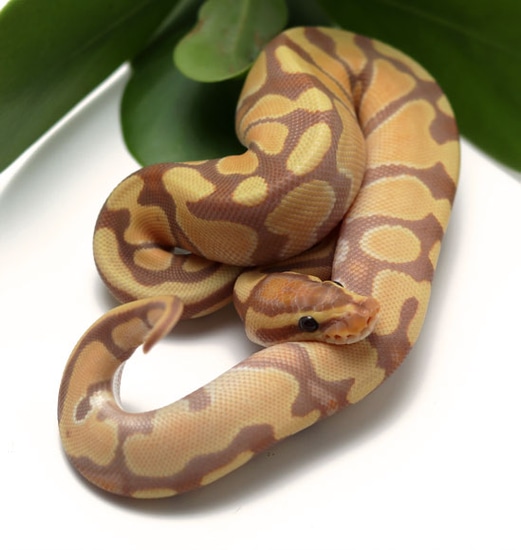 Banana Enchi Ball Python by Dynasty Reptiles