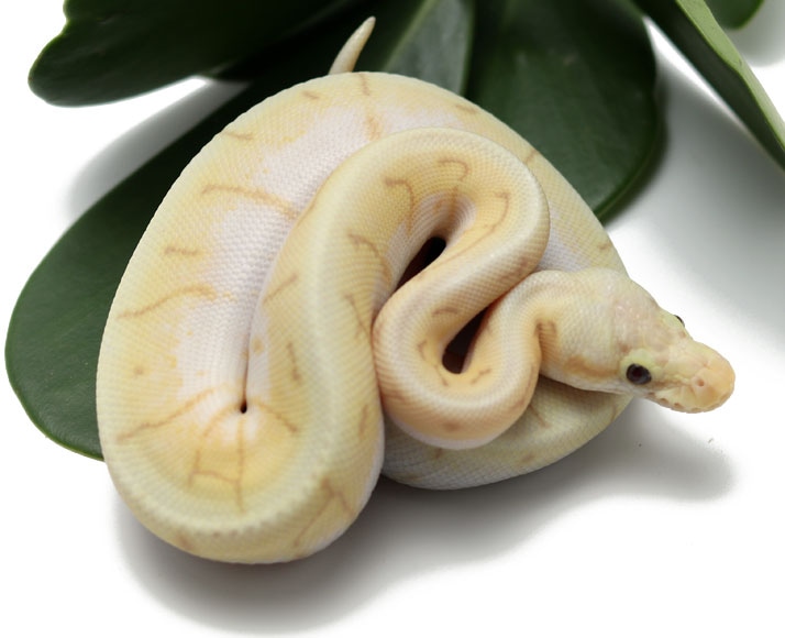 Banana Spinner Blast Ball Python by Dynasty Reptiles - MorphMarket
