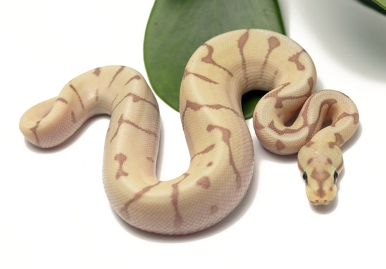 Banana Moochie Bee Ball Python by Dynasty Reptiles