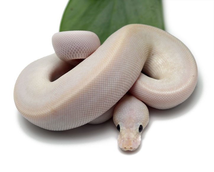 Banana Champagne Pewter Ball Python by Dynasty Reptiles MorphMarket