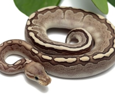 Bamboo Ball Pythons for Sale - MorphMarket US & Canada