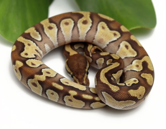 Moochie Ball Python by Dynasty Reptiles