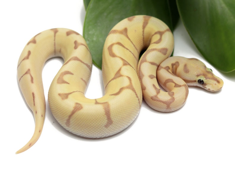 Banana Moochie Bee Ball Python by Dynasty Reptiles - MorphMarket