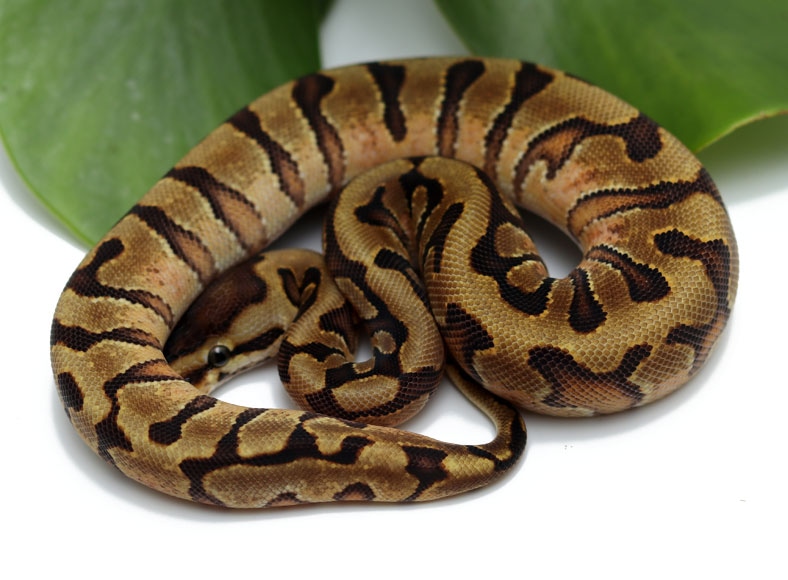 HGW Enchi Ball Python by Dynasty Reptiles - MorphMarket