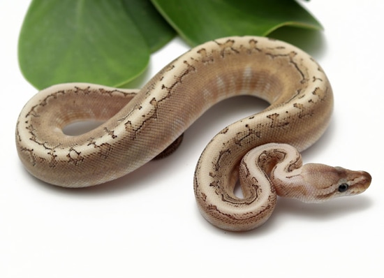 Bamboo Pin Ball Python by Dynasty Reptiles