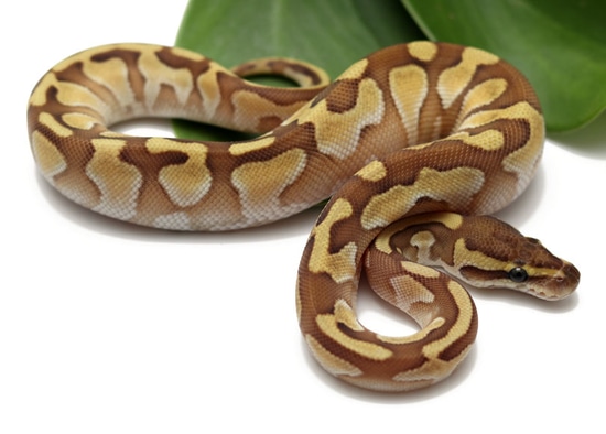 Enchi Butter Ball Python by Dynasty Reptiles