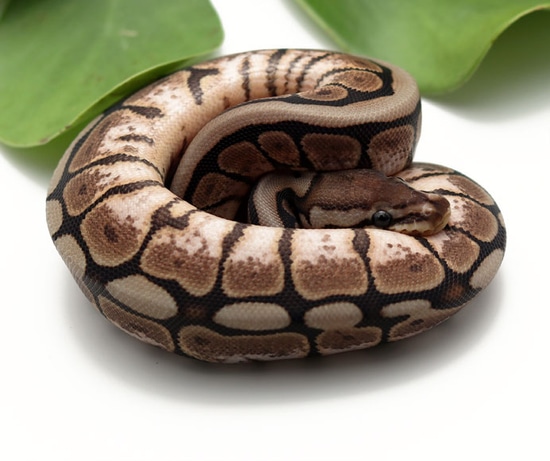 Cinnamon Spider Poss Het Sunset Ball Python by Dynasty Reptiles