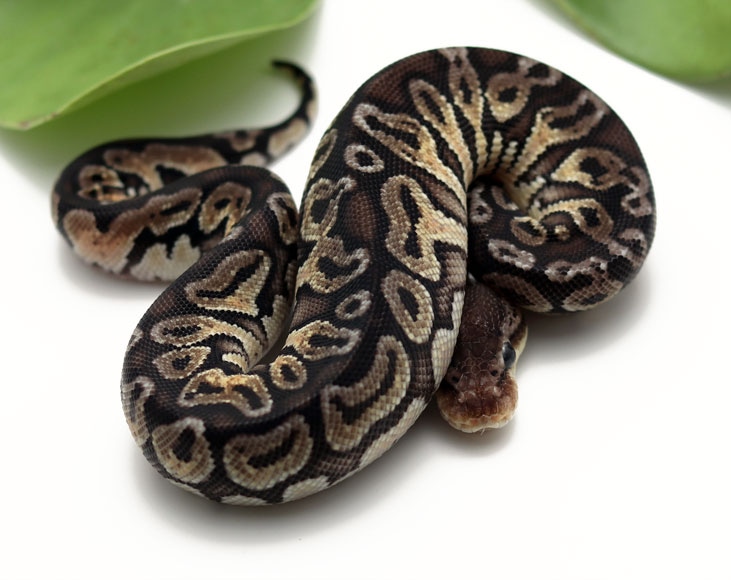 HGW Pastel Het Red Axanthic Ball Python by Dynasty Reptiles - MorphMarket