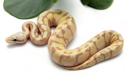 Banana Enchi Pastel Spotnose Ball Python by Dynasty Reptiles