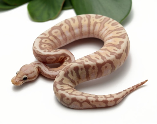 Banana Inferno Ball Python by Dynasty Reptiles