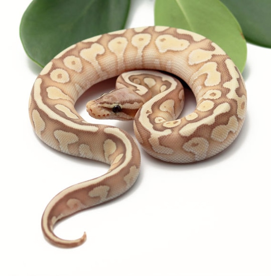 Banana Pastel Butter Ball Python by Dynasty Reptiles