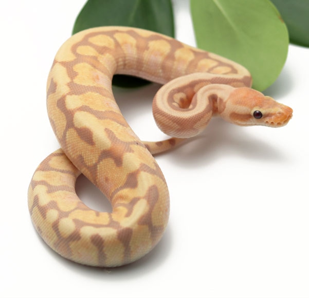 Banana Raven HGW Enchi Ball Python by Dynasty Reptiles - MorphMarket