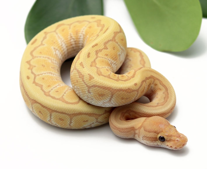 Banana Kingpin YB Ball Python by Dynasty Reptiles MorphMarket