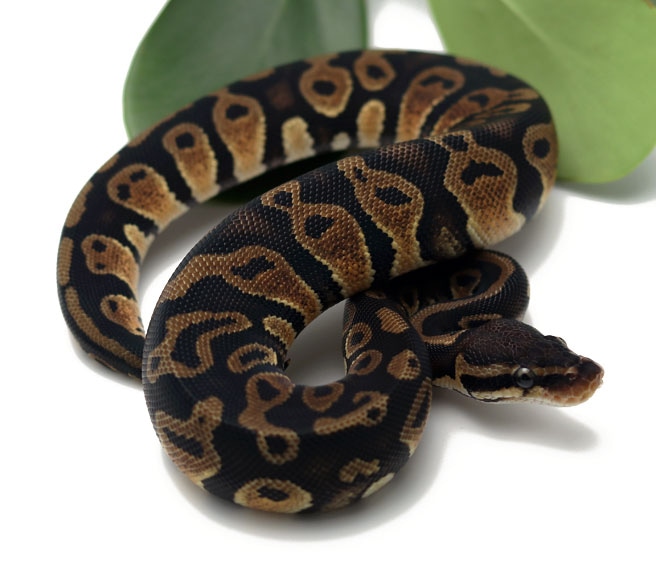 Raven Pastel Ball Python by Dynasty Reptiles - MorphMarket