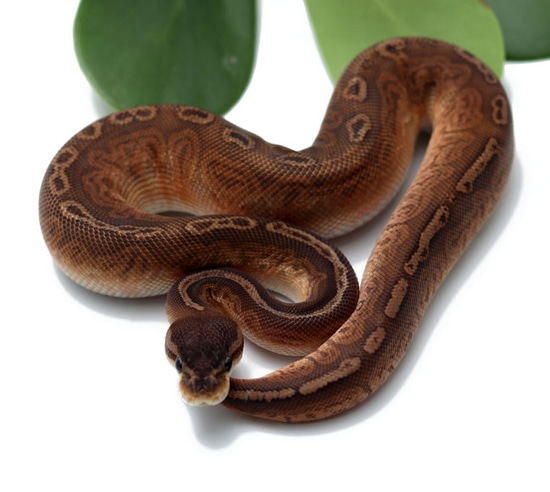 Sunset Cinnamon Poss Het Clown Ball Python by Dynasty Reptiles