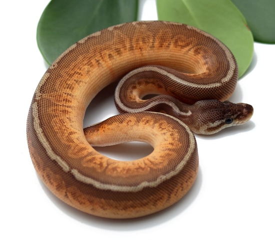 Sunset Enchi Cinnamon Ball Python by Dynasty Reptiles