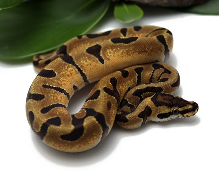 Super Enchi Ball Python by Dynasty Reptiles - MorphMarket
