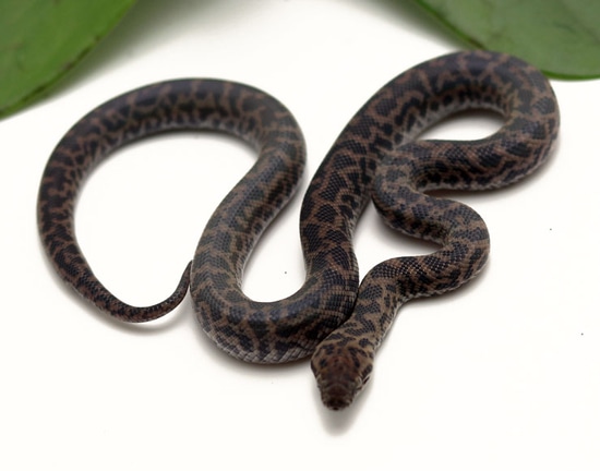 Spotted Python by Dynasty Reptiles